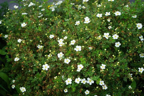 White Potentilla Abbotswood Garten Potentilla Ist Eine Krautige Blütenpflanze Aus — Stockfoto