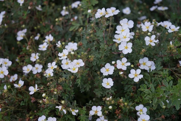 Beyaz Potentilla Abbotswood Bahçede Potentilla Rosaceae Familyasından Bir Bitki Türü — Stok fotoğraf