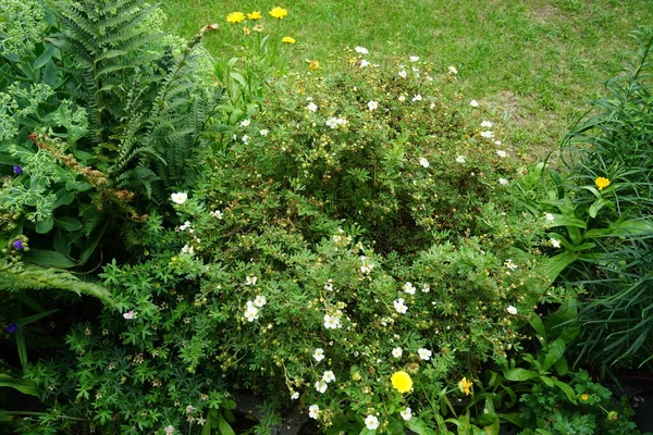 Potentilla Blanca Abbotswood Jardín Potentilla Una Planta Herbácea Perteneciente Familia — Foto de Stock