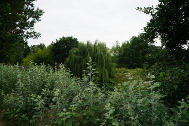 Populus Alba 'nın genç çekimleri Wuhle Nehri yakınlarında. Populus alba, gümüş kavak, gümüş yaprak kavak veya beyaz kavak olarak da bilinir, Populus mezhebi ile en yakın akraba olan kavak türüdür. Populus. Berlin, Almanya