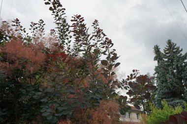 Cotinus coggygria, syn. Rhus cotinus (