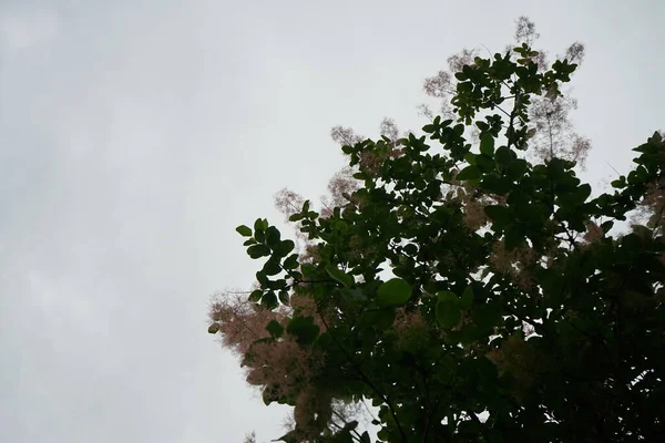 Cotinus Coggygria Syn 리누스 Rhus Cotinus European Smoketree Eurasian Smoketree — 스톡 사진