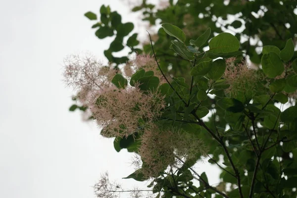 Cotinus Coggygria Syn Rhus Cotinus Európai Füstölt Eurázsiai Füstölt Füst — Stock Fotó