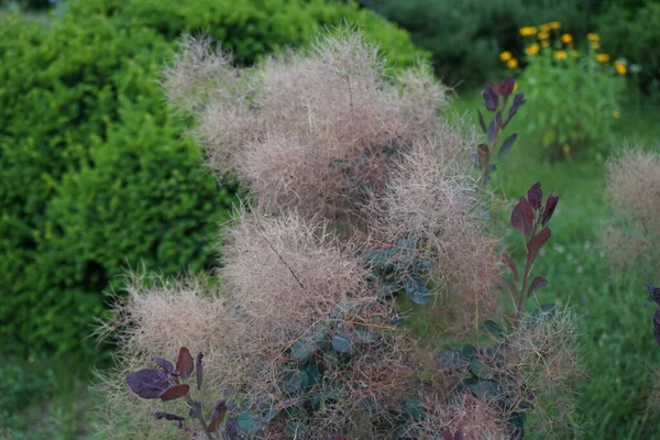 Cotinus Coggygria Syn Rhus Cotinus Den Europeiska Rökaren Den Eurasiska — Stockfoto