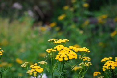 Tansy, Tanasetum vulgare, Tanasetum familyasından bir bitki türü. Berlin, Almanya 