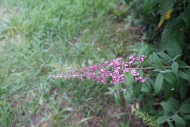Buddleja davidii ya da Buddleia davidii, Scrophulariaceae familyasından bir bitki türü. Berlin, Almanya 