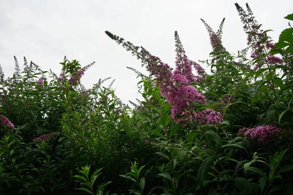 Buddleja Davidii Una Especie Planta Fanerógama Perteneciente Familia Scrophulariaceae Berlín — Foto de Stock