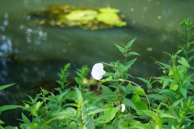 Temmuz 'da Wuhle Nehri ve çevresindeki güzel bitki örtüsü manzarası. Berlin, Almanya  