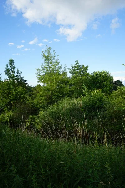 Vista Del Fiume Wuhle Dei Suoi Dintorni Con Una Splendida — Foto Stock