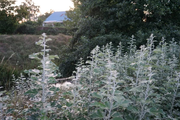 Germogli Basali Populus Alba Lungo Fiume Populus Alba Comunemente Chiamato — Foto Stock