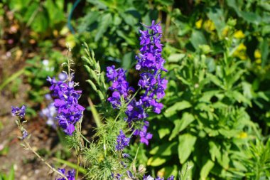 Bir yaban arısı, Delphinium Consolida, onsolida regalis, çatal larkspur, roket-larkspur, tarla larkspur, Ranunculaceae familyasının mor çiçeklerinin üzerinde uçar. Berlin 