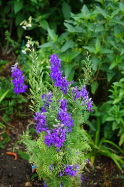 Yıllık Delphinium veya yaz Delphinium, Delphinium Consolida. Daha düşük yüksekliği ve tüylü yapraklarıyla daimi olandan farklıdır. Renk: koyu mor. Berlin, Almanya  