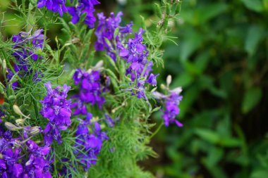Yıllık Delphinium veya yaz Delphinium, Delphinium Consolida. Daha düşük yüksekliği ve tüylü yapraklarıyla daimi olandan farklıdır. Renk: koyu mor. Berlin, Almanya  