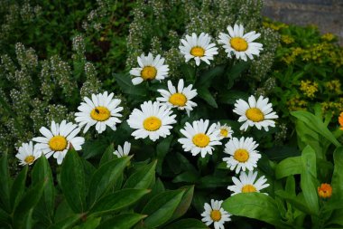 Yeşil Lucilia, Leucanthemum maksimum çiçeğinde uçar. Leucanthemum maksimum, Max Chrysanthemum olarak bilinen, aster familyasından bir bitki türüdür. Berlin, Almanya