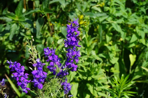 Een Hommel Vliegt Paarse Bloemen Van Delphinium Consolida Onsolida Regalis — Stockfoto