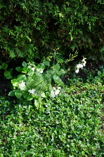 화이트 White Delphinium Consolida Consolida Regalis Forking Larkspur Rocket Larkspur — 스톡 사진