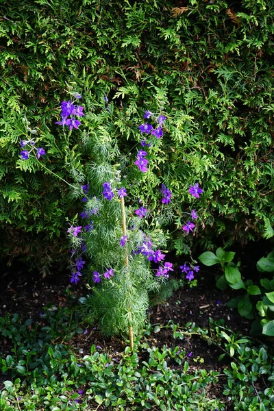 Yıllık Delphinium Veya Yaz Delphinium Delphinium Consolida Daha Düşük Yüksekliği — Stok fotoğraf