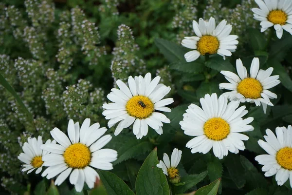 Lucilia Verde Voa Máximo Flor Leucanthemum Leucanthemum Maximum Uma Espécie — Fotografia de Stock