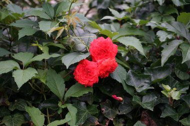 Temmuzda kırmızı güllerin açtığı muhteşem bir çalı. Bahçe gülleri ağırlıklı olarak özel veya halka açık bahçelerde yetişen süs çiçekleri olarak yetiştirilen melez güllerdir. Biesdorf, Berlin, Almanya