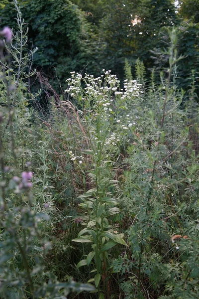 Leucanthemum Vulgare Communément Appelé Marguerite Aux Yeux Bœuf Marguerite Aux — Photo