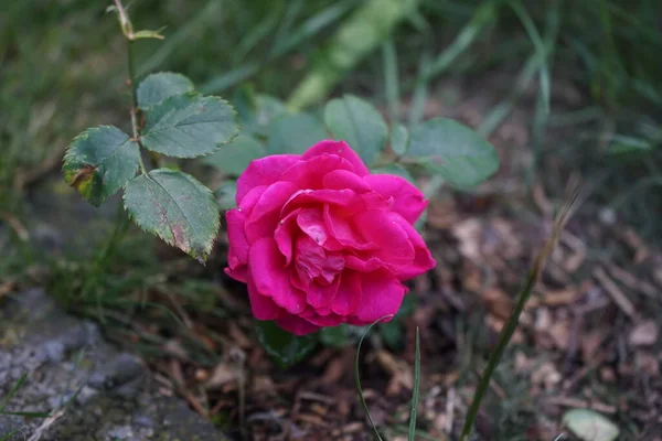 Rosa Colección Del Palacio Ajnda Florece Con Flores Color Rosa —  Fotos de Stock