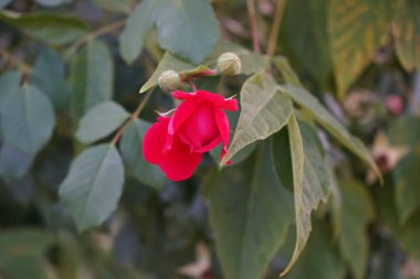 Temmuzda kırmızı güllerin açtığı muhteşem bir çalı. Bahçe gülleri ağırlıklı olarak özel veya halka açık bahçelerde yetişen süs çiçekleri olarak yetiştirilen melez güllerdir. Biesdorf, Berlin, Almanya 