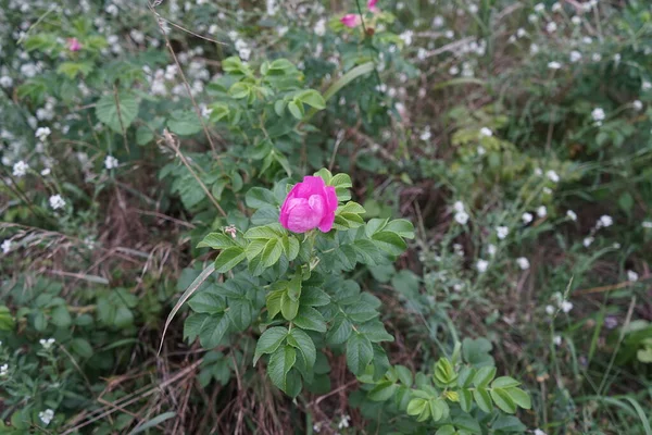 7月には川のそばの野生のバラの腰の小さな茂みが咲きます ドイツ ベルリン — ストック写真