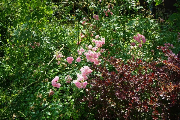 Ein Schöner Strauch Aus Hellrosa Rosen Blüht Juli Gartenrosen Sind — Stockfoto