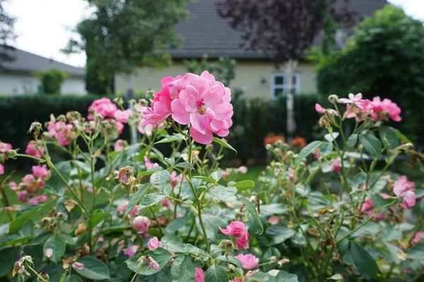 Róża Ozdobna Marion Kwitnie Lipcu Różowa Róża Ogrodowa Jako Roślina — Zdjęcie stockowe