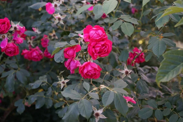 Ein Prächtiger Strauch Blühender Roter Rosen Juli Gartenrosen Sind Überwiegend — Stockfoto