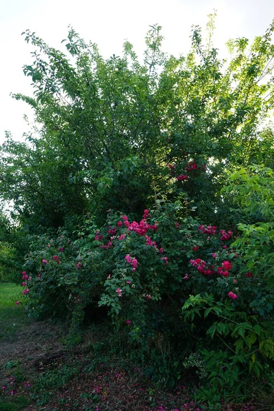 一丛丛盛开的红玫瑰 花园玫瑰主要是杂交玫瑰 在私人或公共花园作为观赏植物种植 德国柏林Biesdorf — 图库照片