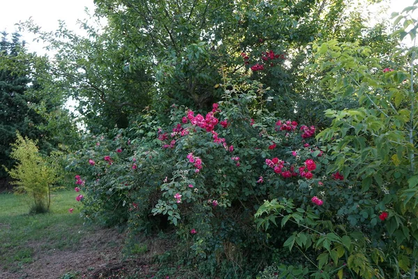 Ein Prächtiger Strauch Blühender Roter Rosen Juli Gartenrosen Sind Überwiegend — Stockfoto