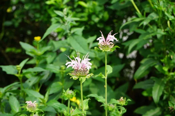 Monarda Fistulosa Wild Bergamot Bee Balm Wildflower Mint Family Lamiaceae — Stock Photo, Image
