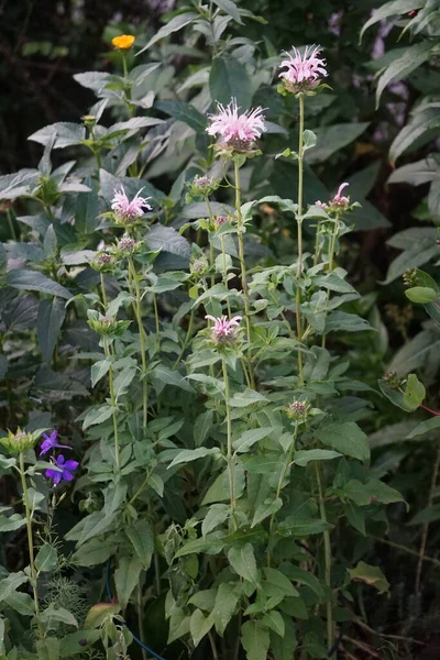 Monarda Fistulosa Bergamota Silvestre Bálsamo Abeja Una Flor Silvestre Familia —  Fotos de Stock