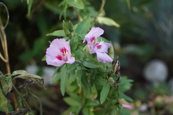 Clarkia Amoena Azaleenschau Τον Ιούλιο Clarkia Amoena Αντίο Στην Άνοιξη — Φωτογραφία Αρχείου