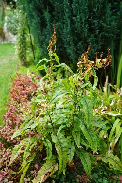 Rumex Sanguineus Allgemein Bekannt Als Holzsteg Blutsteg Oder Rotadersteg Ist — Stockfoto