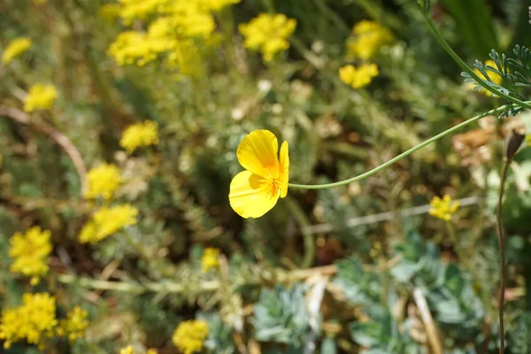 캘리포니아 양귀비 California Poppy 양귀비 Golden Poppy 캘리포니아 California Sunshine — 스톡 사진