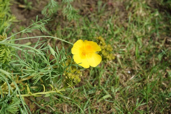 Eschscholzia Californica Uma Espécie Planta Com Flor Pertencente Família Papaveraceae — Fotografia de Stock