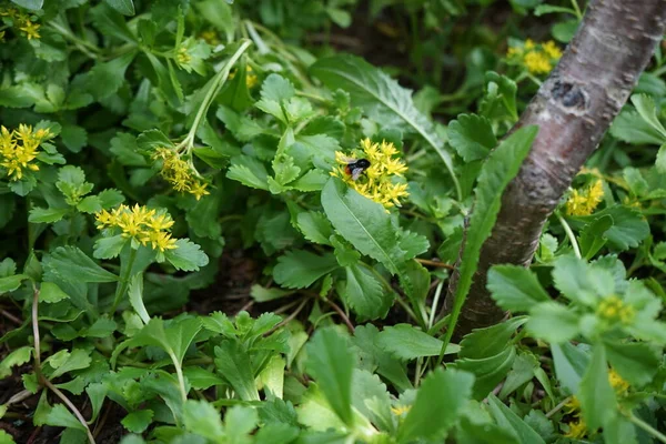 Bombus Lapidarius Űrdongó Crassulaceae Család Virágzó Növényének Sedum Ellacombianumnak Virágai — Stock Fotó