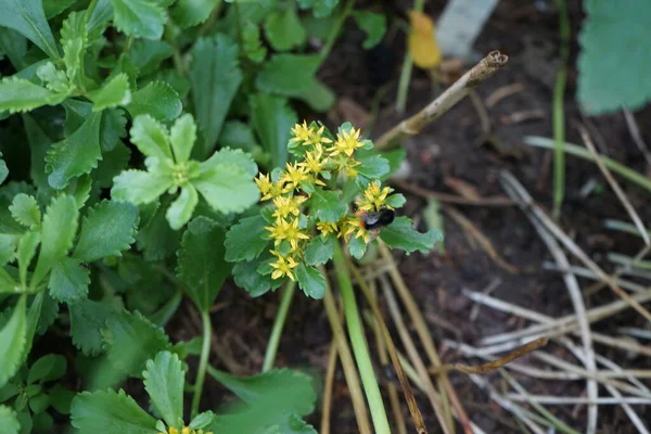 バンブルビー ボンバス ラピダリウス Bombus Rapidarius アブラナ科の開花植物セダム エラコンビアヌムの花の上を飛ぶ ボンバス ラピダリウス Bombus — ストック写真