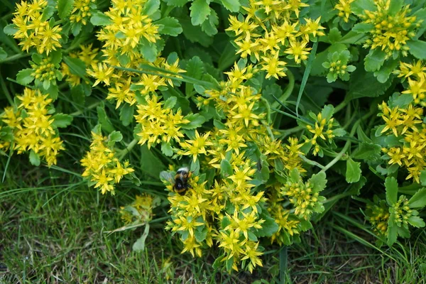 Egy Űrdongó Repül Sedum Ellacombianum Crassulaceae Családba Tartozó Növény Virágai — Stock Fotó