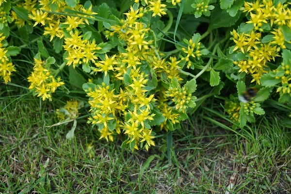 Pszczoła Przelatuje Nad Kwiatami Sedum Ellacombianum Rośliny Rodzinie Crassulaceae Berlin — Zdjęcie stockowe