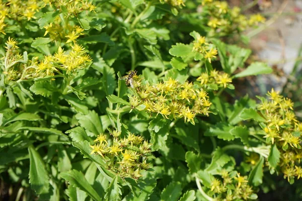 Orpine Family图库照片 免版税orpine Family图片 Depositphotos Orpine Family图库照片 免版税orpine Family图片 Depositphotos