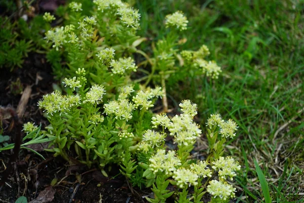 Sedum Reflexum Lub Sedum Rupestre Odblaskowe Kamienne Uprawy Jenny Kamiennych — Zdjęcie stockowe