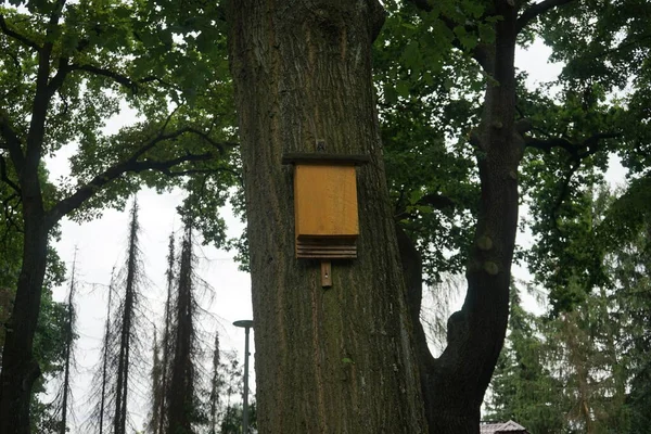 Maison Pour Chauves Souris Sur Arbre Dans Une Zone Loisirs — Photo