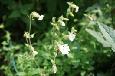 Silene latifolia subsp. Alba, eski Melandrium albümü, Caryophyllaceae familyasından bir bitki türü. Berlin, Almanya 