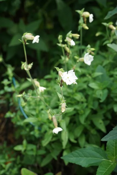 シレン ラティフォリア サブプ アルバ元メランドリウムのアルバム ホワイト キャンペーン はカリオフィリン科の栄養価の高い開花植物です ドイツ ベルリン — ストック写真