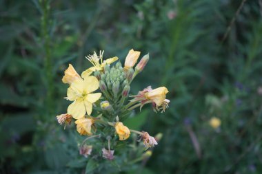 Muhteşem Verbascum temmuzda sarı çiçeklerle çiçek açar. Verbascum, Scrophulariaceae familyasından bir bitki cinsidir. Berlin, Almanya