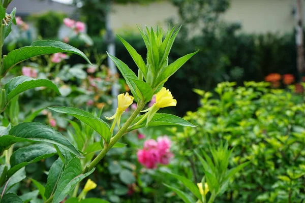 Der Prächtige Verbascum Blüht Juli Mit Gelben Blüten Verbascum Ist — Stockfoto
