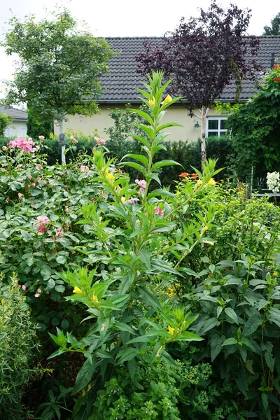 Verbascum Magnifico Fiorisce Con Fiori Gialli Luglio Verbascum Genere Piante — Foto Stock